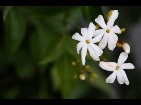 صور ورد الياسمين - لون الياسمين الابيض دليل علي النقاء 4194 7