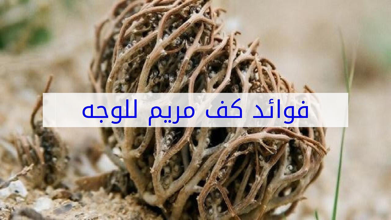 عشبة كف مريم 694 9