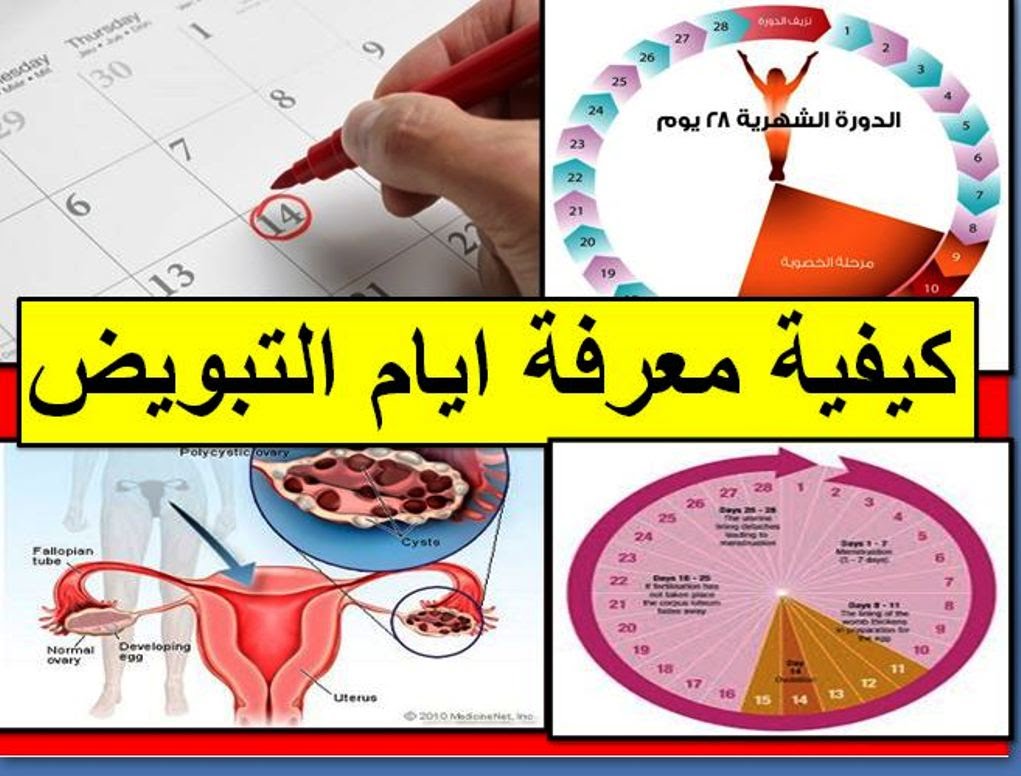 كيف اعرف ايام التبويض 3680 1