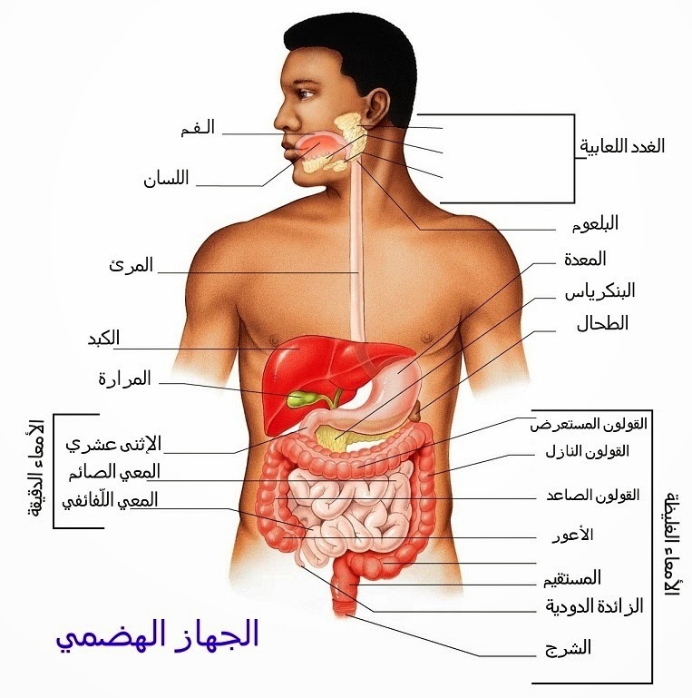 جسم الانسان بالصور - انظر الي قدره الخالق سبحانه وتعالي 5967