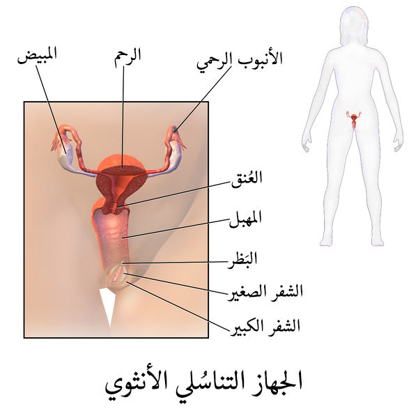 جسم الانسان بالصور - انظر الي قدره الخالق سبحانه وتعالي 5967 1