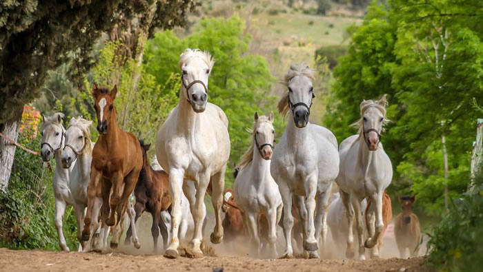 صور حصان - صور خيل حلوه 1178 11