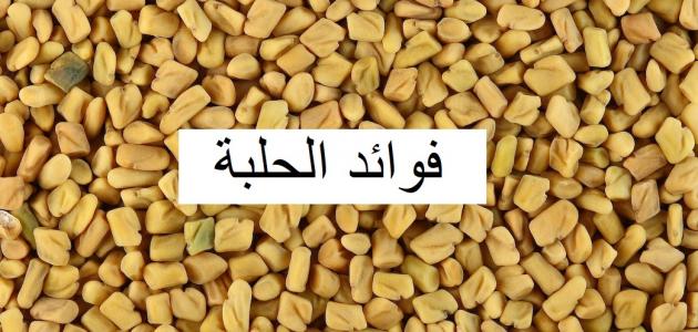 فوائد الحلبه , شاهد مالا تعرفه عن الحلبه ستنبهر جدا