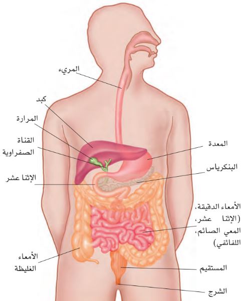 جسم الانسان بالصور - انظر الي قدره الخالق سبحانه وتعالي 5967 1