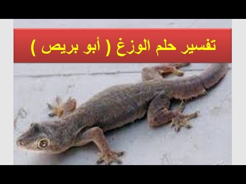 تفسير الوزغه في الحلم , رؤية البرص في المنام