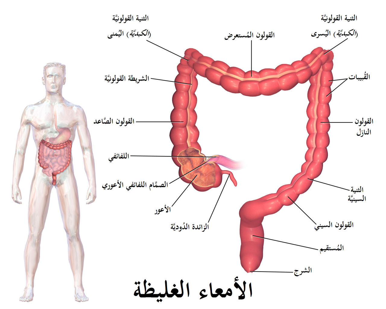 جسم الانسان بالصور - انظر الي قدره الخالق سبحانه وتعالي 5967