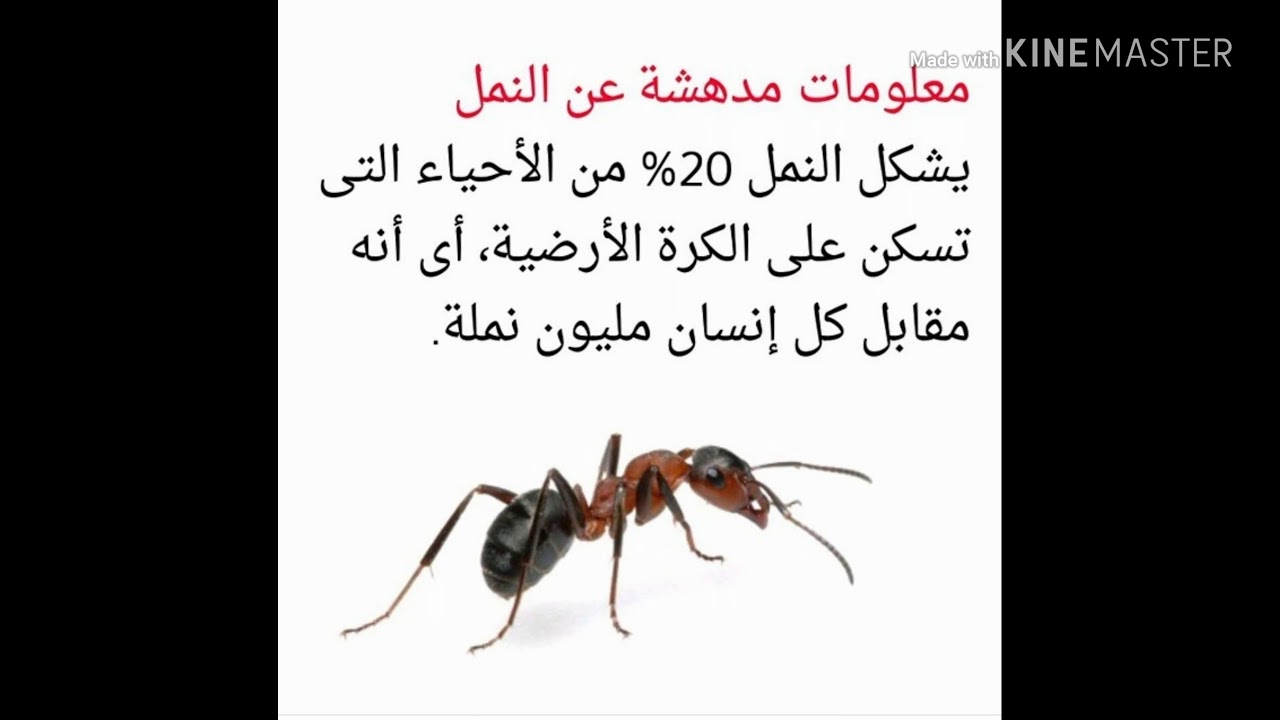 معلومات عن النمل 5051 3