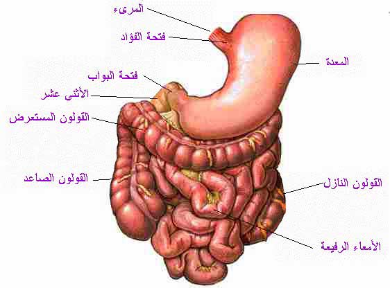 جسم الانسان بالصور - انظر الي قدره الخالق سبحانه وتعالي 5967 4