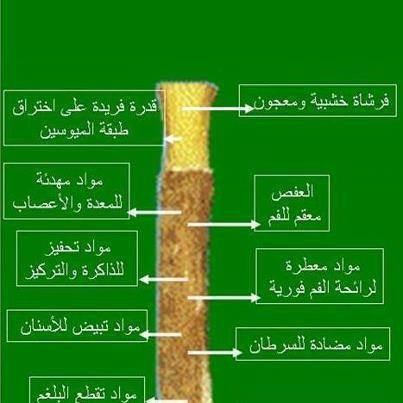 ما هي فوائد السواك - اهم الفوايد الخاصة بالسواك 12317 1