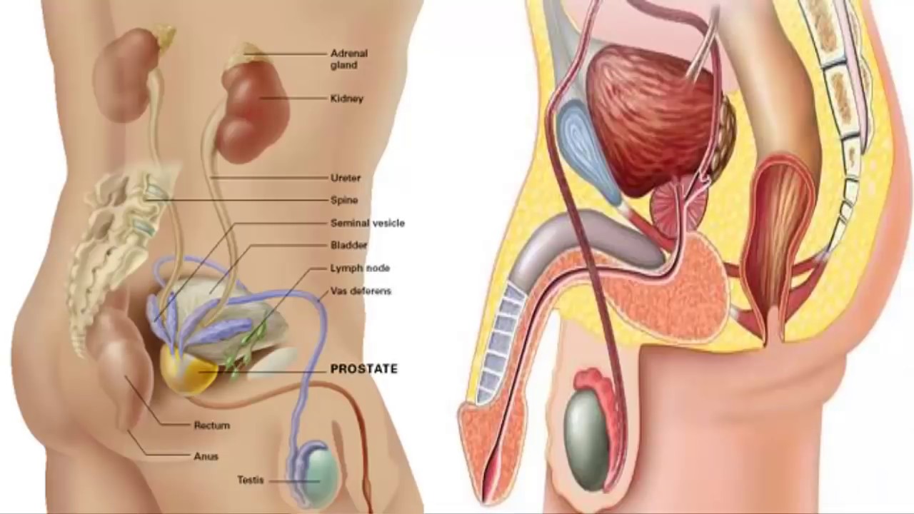 مرض البروستات 436 1