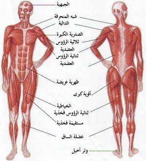 كم عدد عضلات جسم الانسان - العضلات الموجوده فى الجسم 571