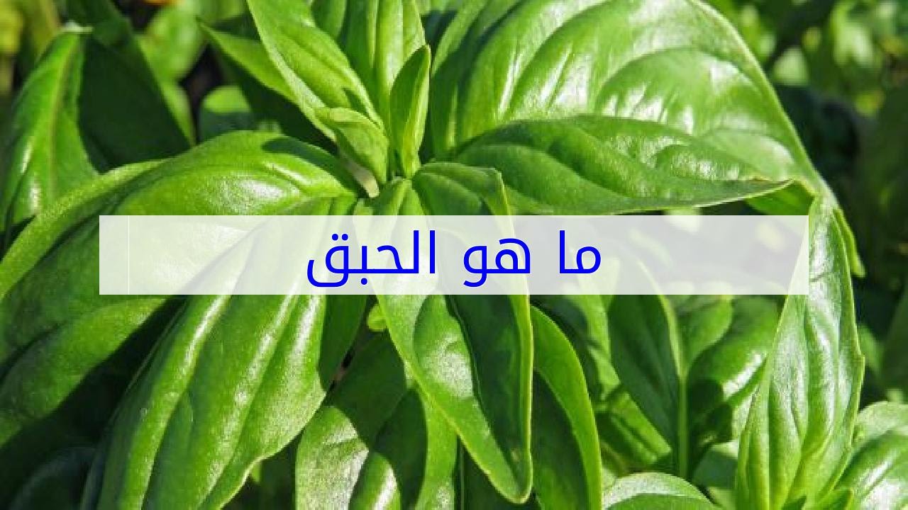 ما هو الحبق - تعرفى معنا على الحبق واستخداماته