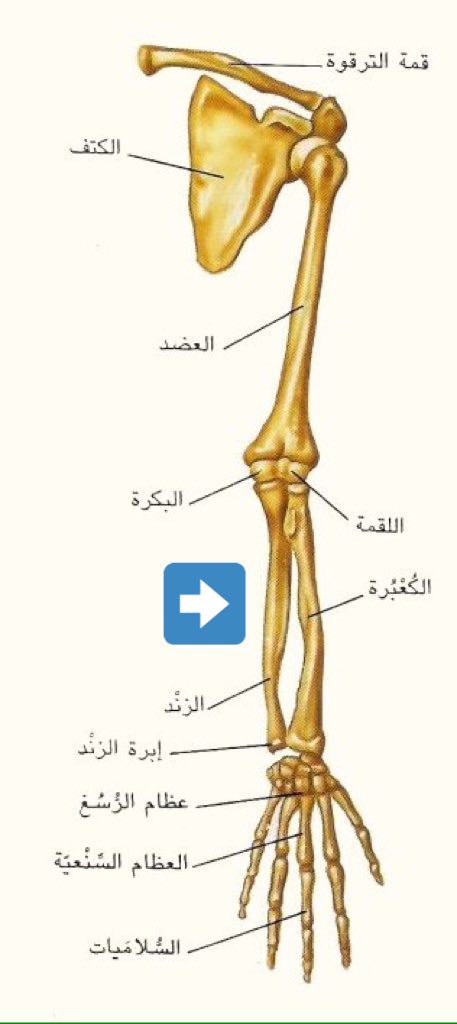 جسم الانسان بالصور - انظر الي قدره الخالق سبحانه وتعالي 5967 7