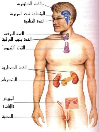 جسم الانسان بالصور - انظر الي قدره الخالق سبحانه وتعالي