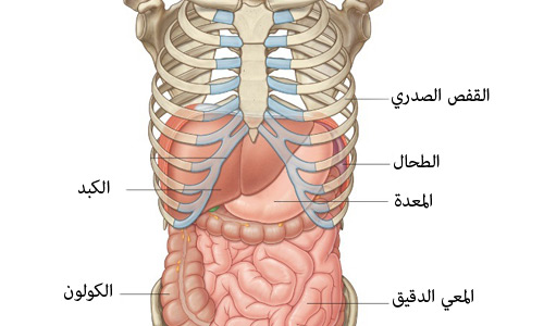 جسم الانسان بالصور - انظر الي قدره الخالق سبحانه وتعالي 5967 3