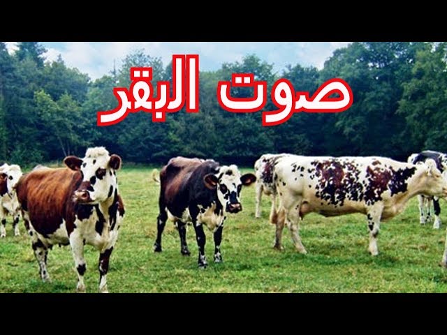 ما اسم صوت البقرة , حل لغز صوت البقرة