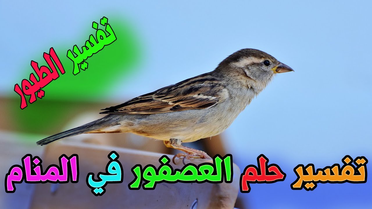 حلمت اني كمشت عصفور , الحلم ده بيدلك على الامل