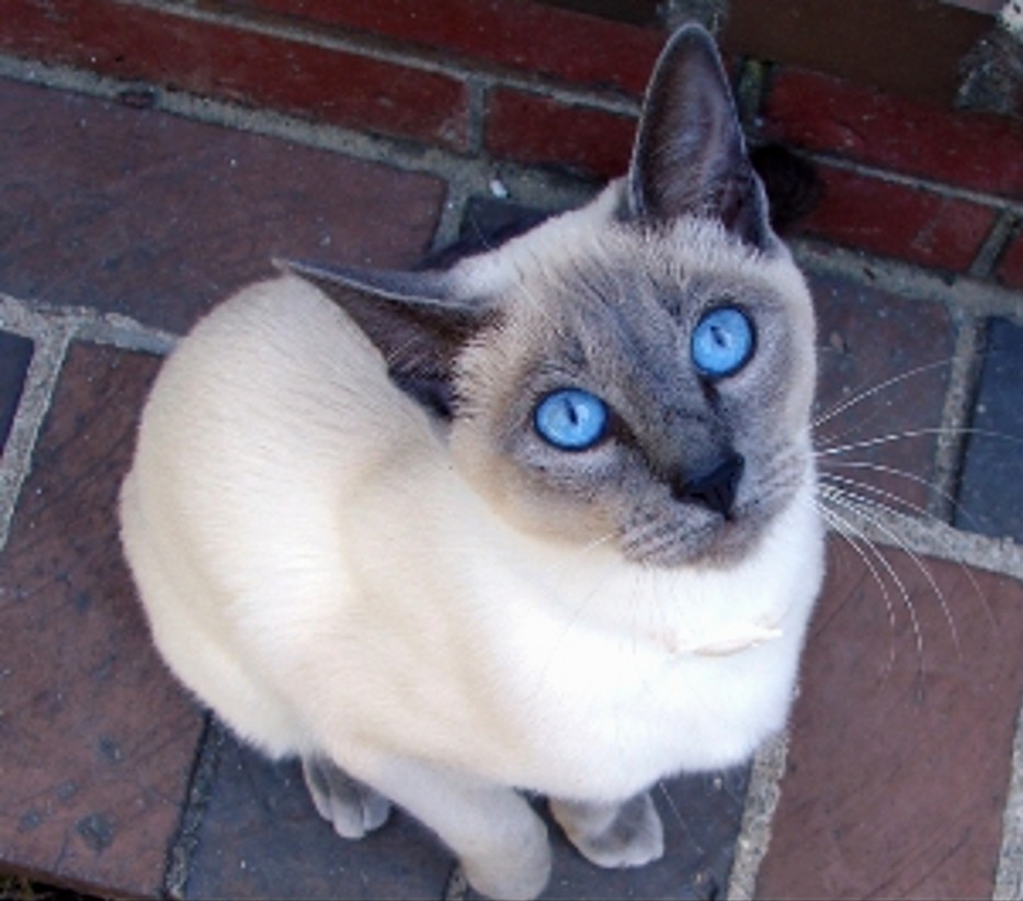 Серая сиамская кошка. Тайский кот Блю Пойнт. Сиамская кошка Блю-Пойнт. Тайская кошка Блю поинт. Блю поинт сиамские кошки.