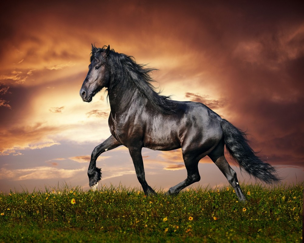 خيول عربية , اجمل الخيول العربيه المتالقه - قلوب فتيات