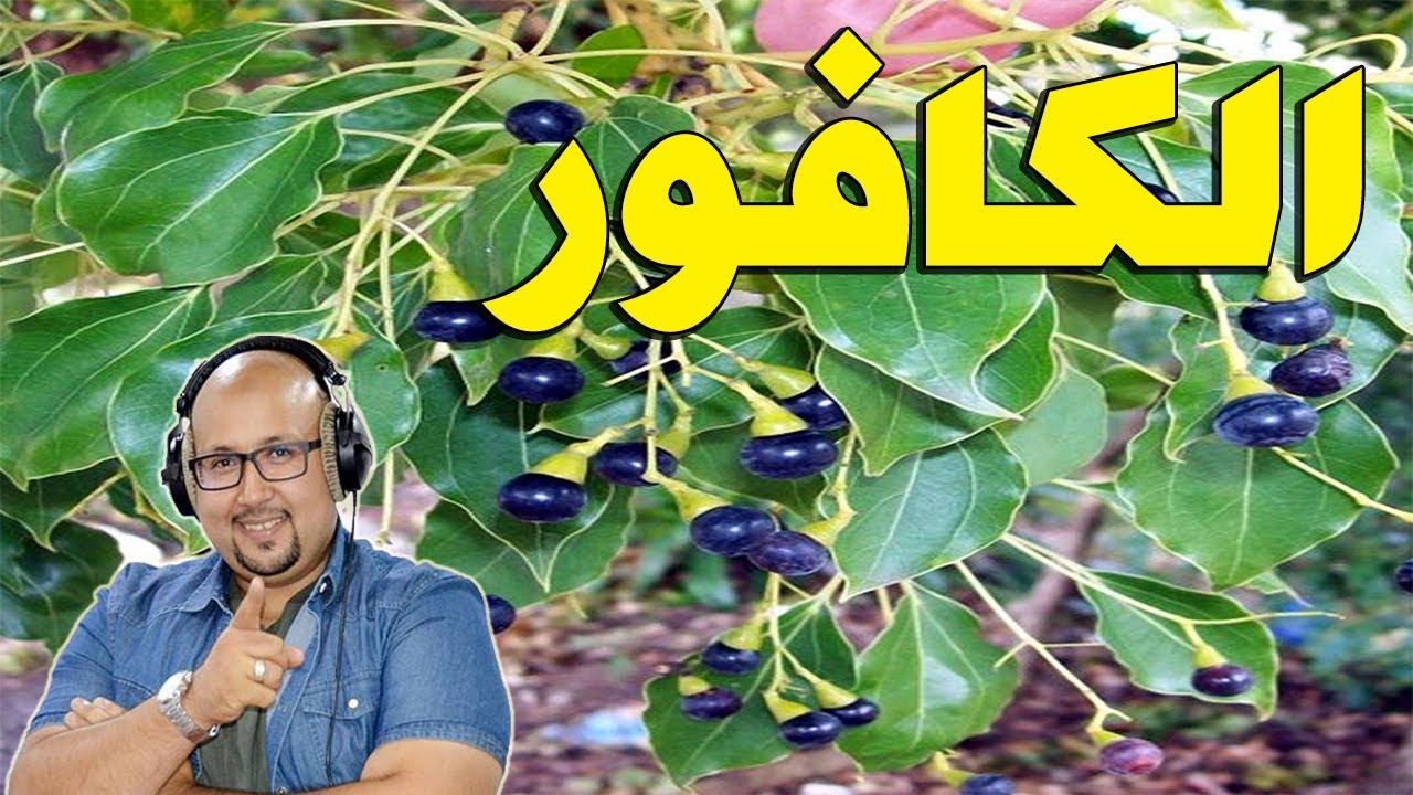 ما هو الكافور , اهميه ورق الكافور